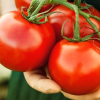 Tomate-tomate