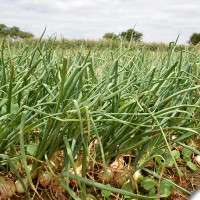agrofito_treinamento_22